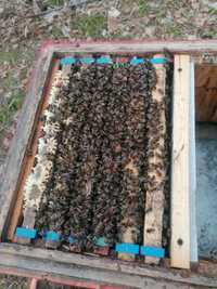 Pszczoły, przezimowane rodziny pszczele, roje bez uli