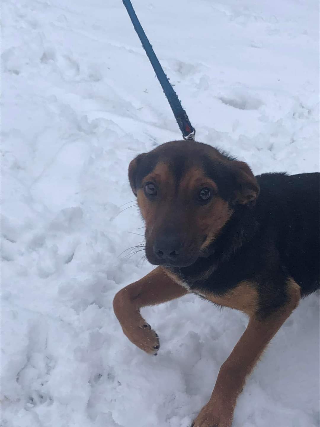 Farcik poleca się do adopcji