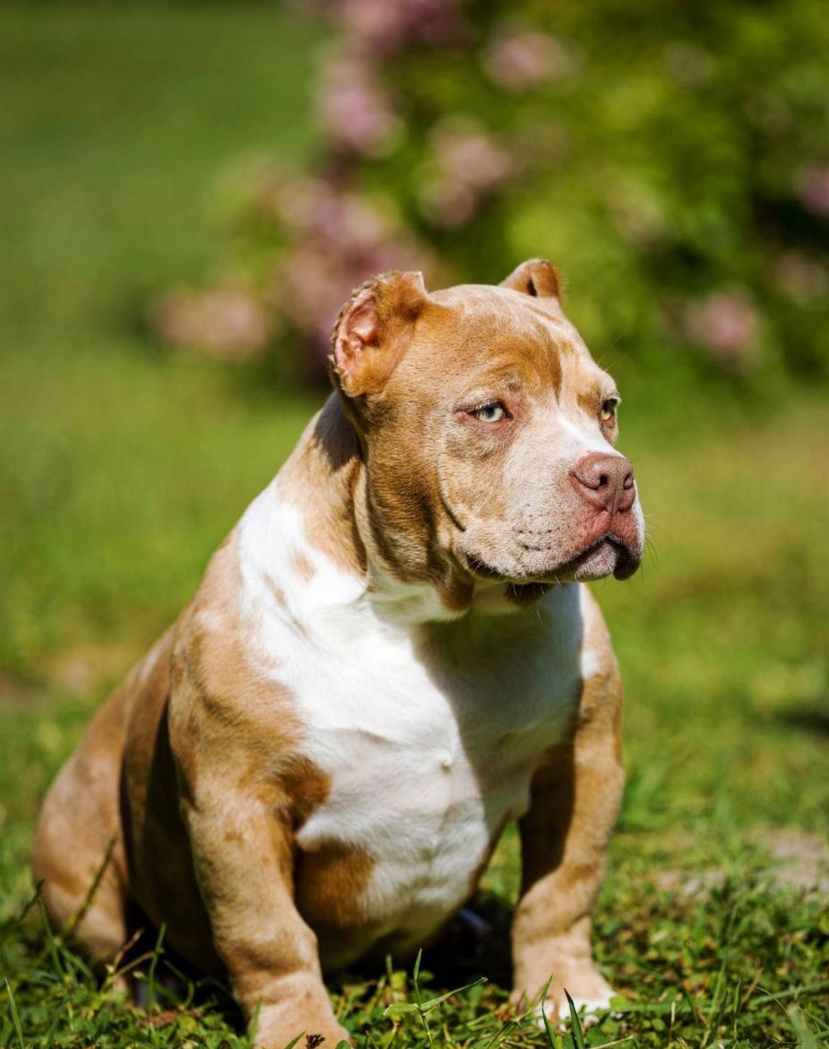 Bully pieska ABKC + zestaw dla psa