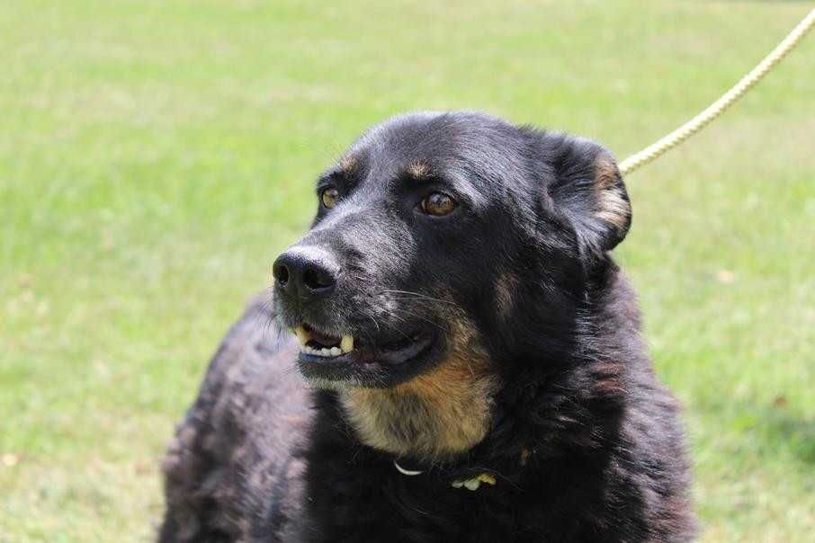 583681 Randi do adopcji.