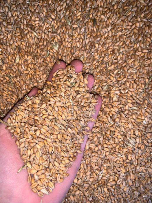 Продам пшеницю фуражна