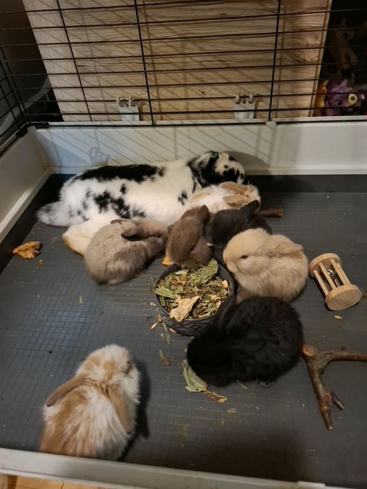 Sprzedam króliczki baranki mini lop