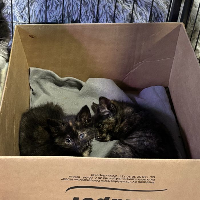 Kołobrzeg kotki do oddania