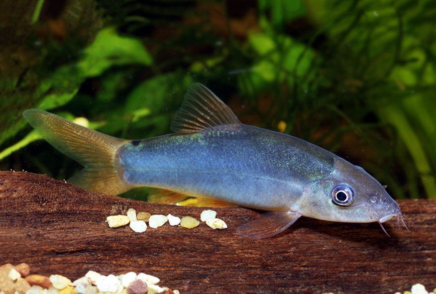 GB Bocja Szara, Niebieska, Modesta