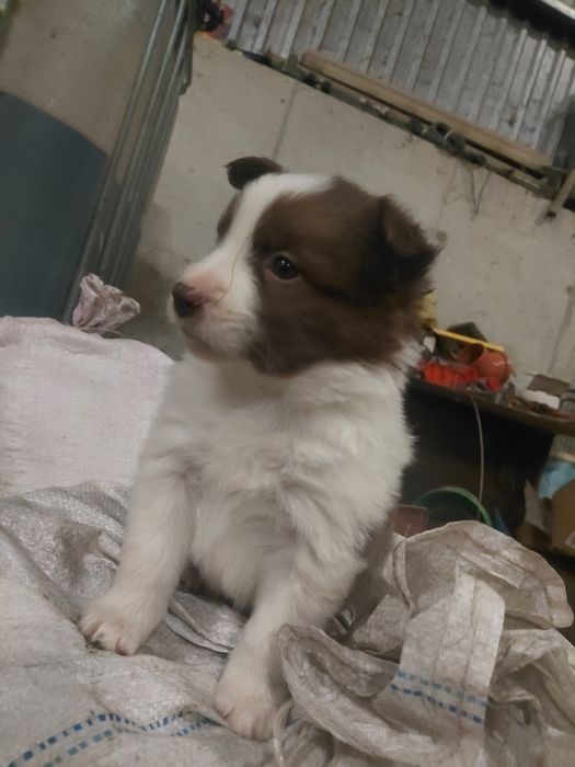 Border collie suczka fci zkwp