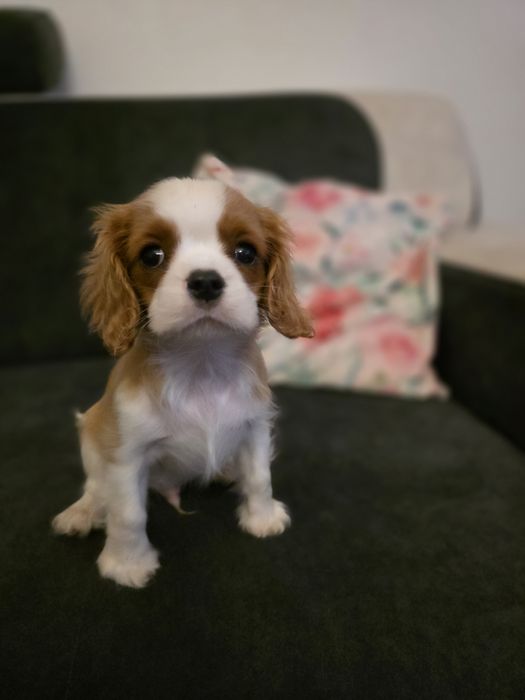 Cavalier King Charles Spaniel,, samczyk