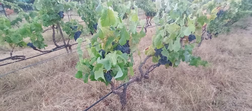 Uvas tintas e brancas, para vindimar a 4Out t
