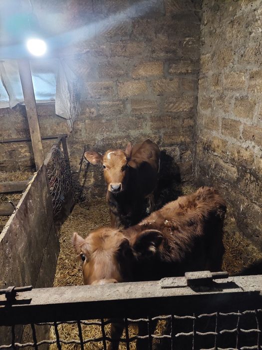 Продам Теличок по 3 місяця