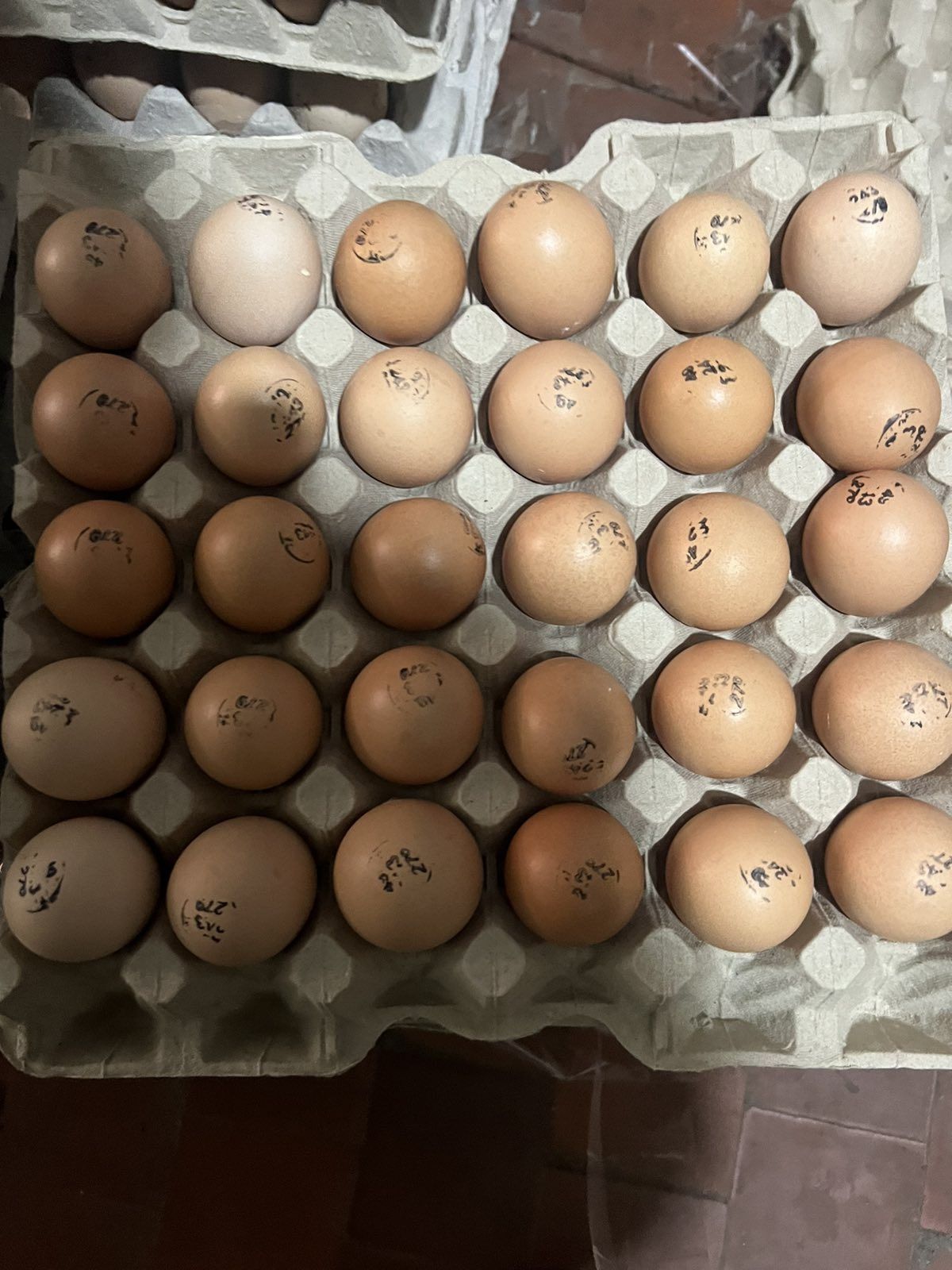 Адлер Срібний інкубаційне яйце