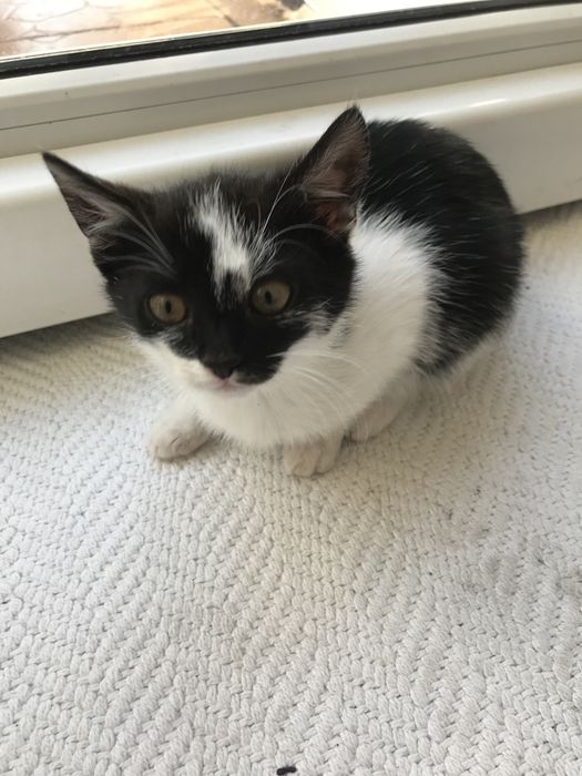 Oddam kotke w dobre ręce