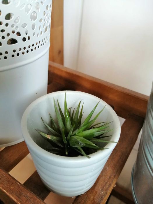 Planta aérea, não necessita de substrato