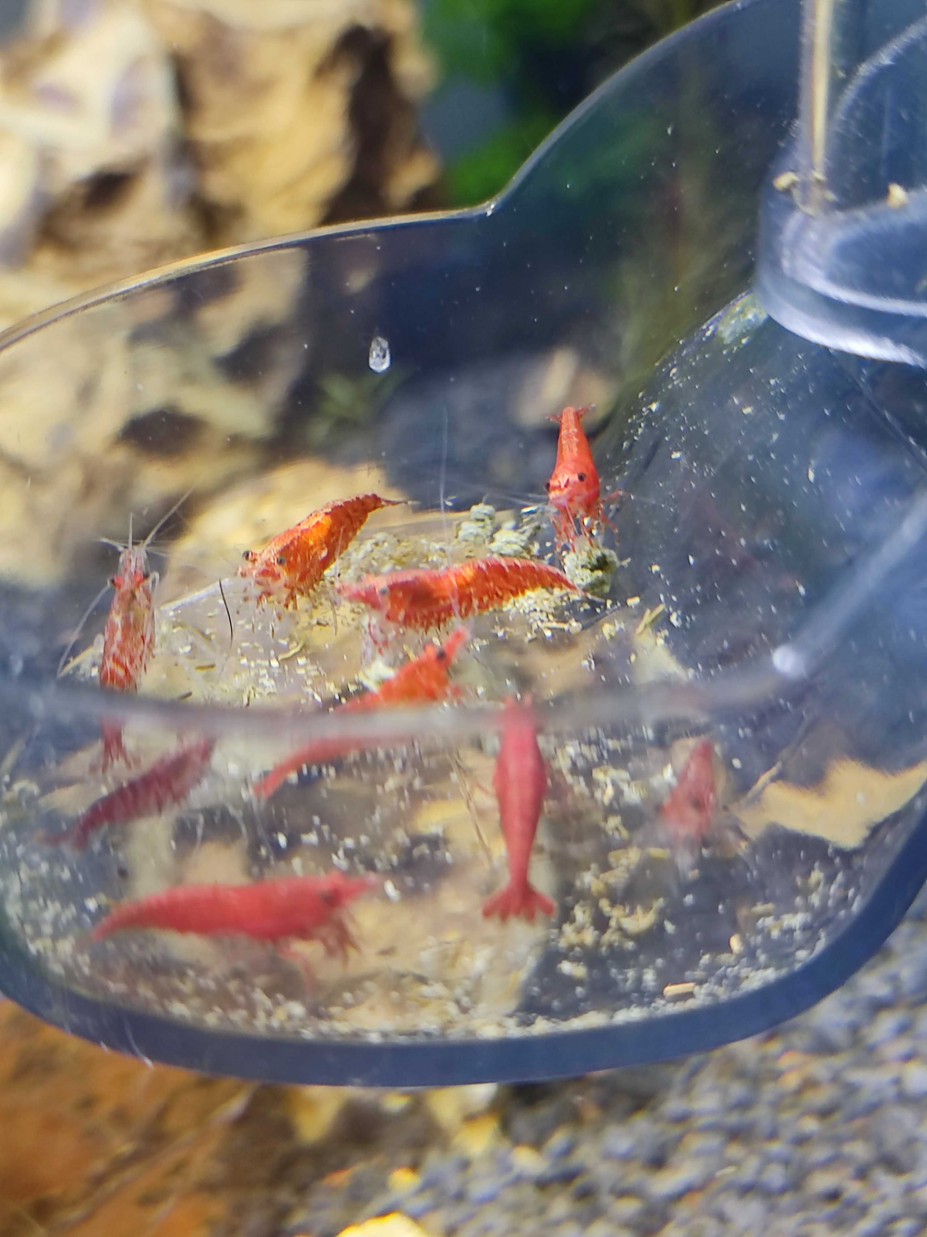 Neocaridina Fire Red