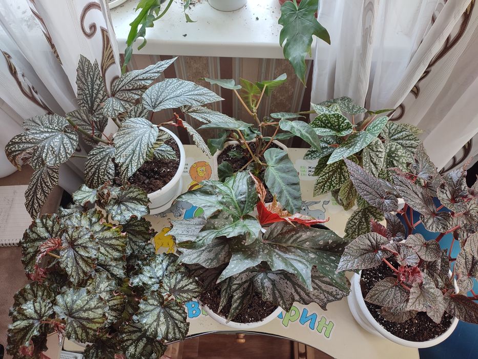 Бегонії серії Кейн