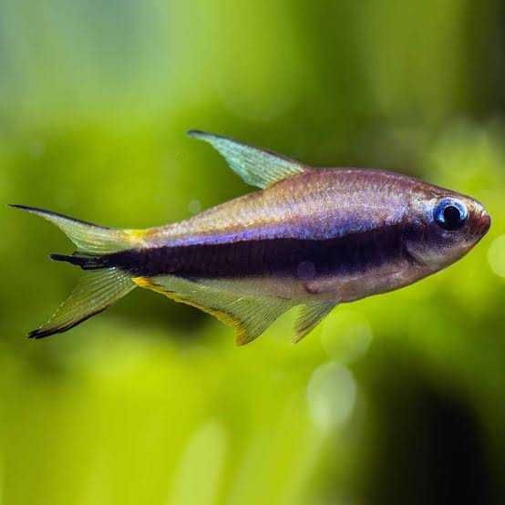 Tetra Cesarska  -Sklep Zoologiczny