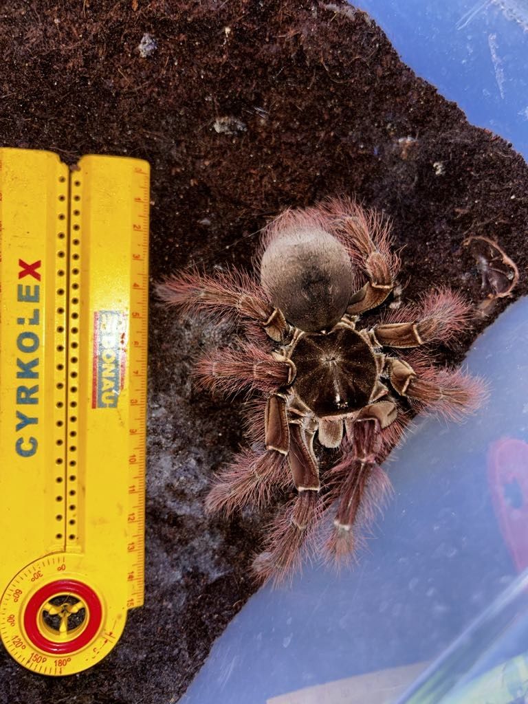 Theraphosa blondi samiec