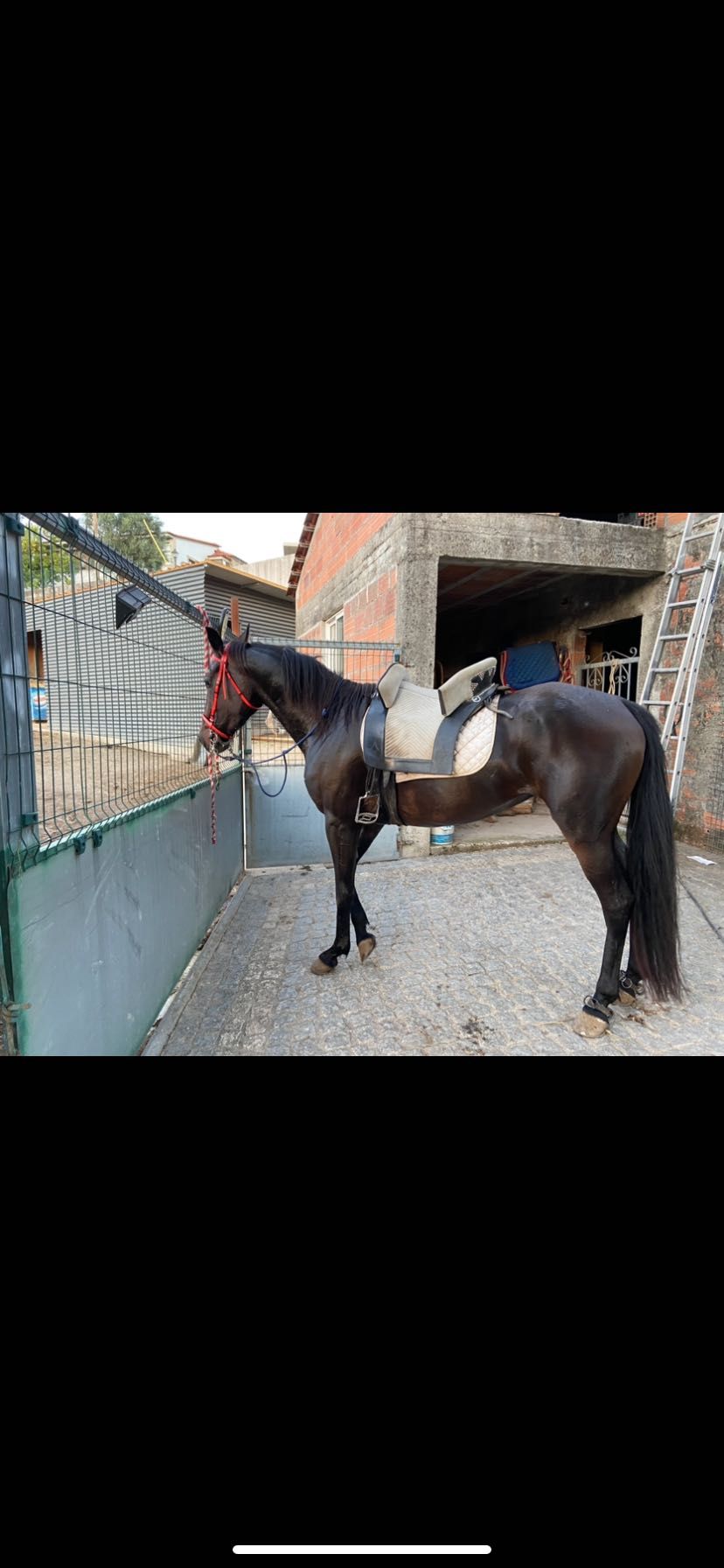 Vendo égua cruzada