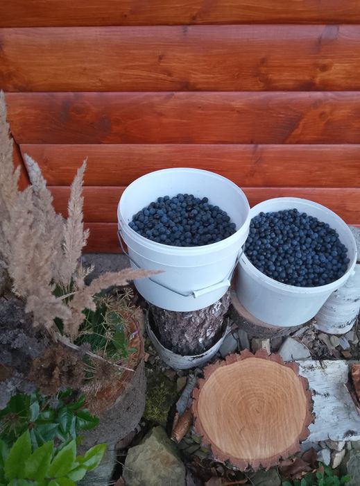 Owoce tarniny naturalne 20 kg