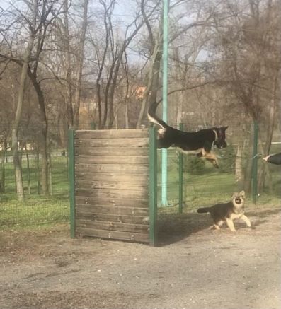 Молодой кобель немецкой овчарки для вязки