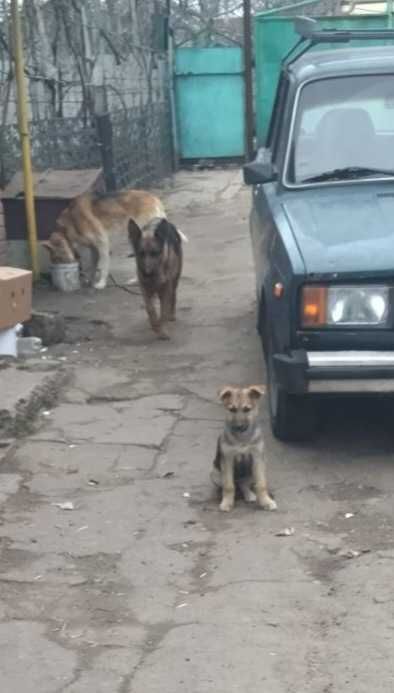 Отдам в Хорошие руки девочку