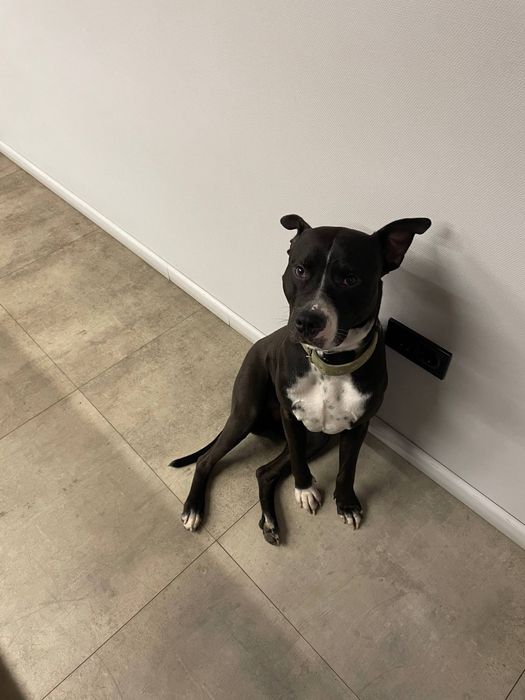 Пітбуль хлопчик шукає дім