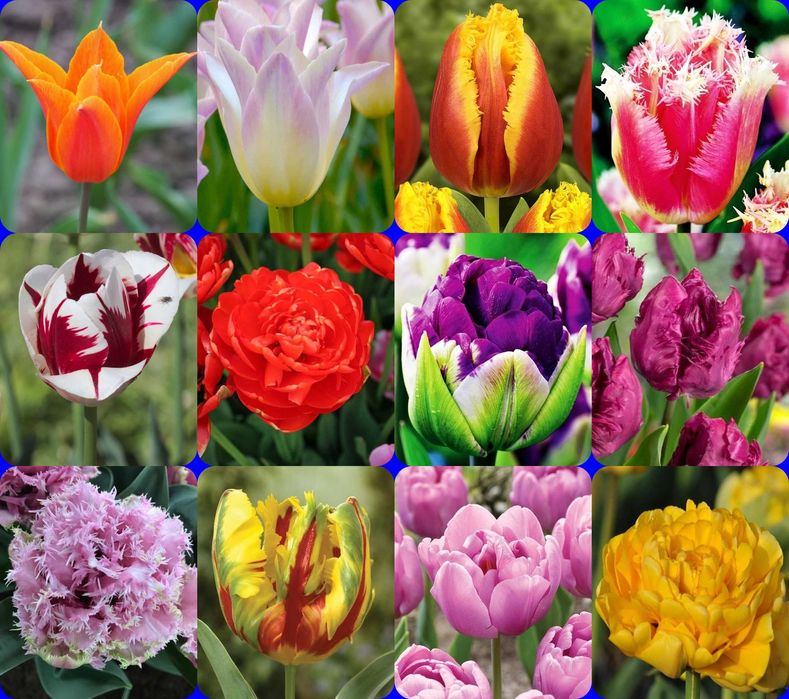 Tulipany zestaw 12 specjalnych razem 60 cebulek za 89 zł