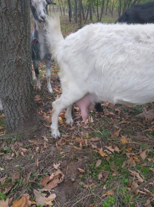 Високоудойні кози, молоді кози