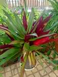 Plantas de exterior