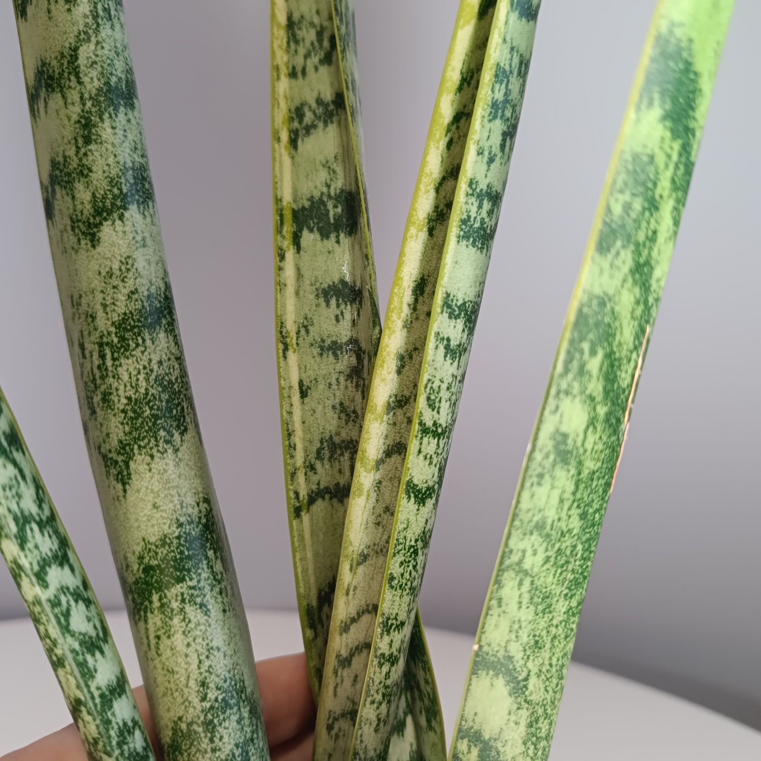 Sansevieria trifasciata 'Herminia'