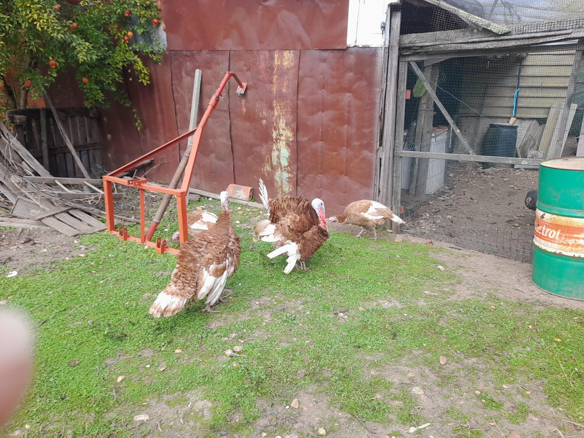 Vendo perús de varios tamanhos
