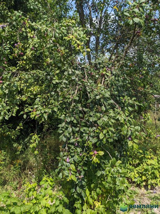 Продаж земельної ділянки в с. Павлівка (1)