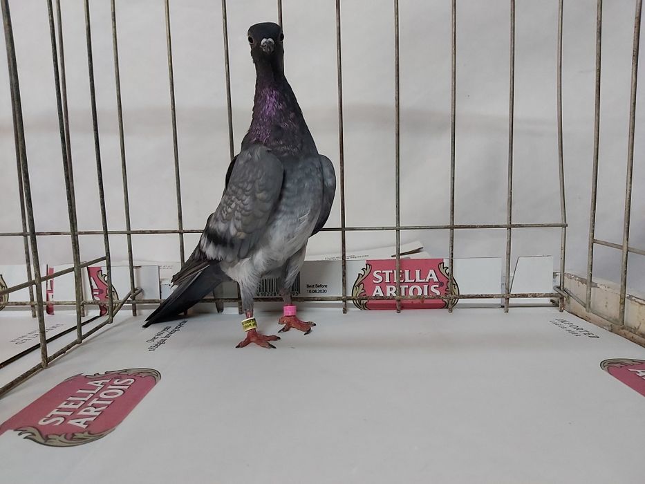 Gołębie Deresz Deresze