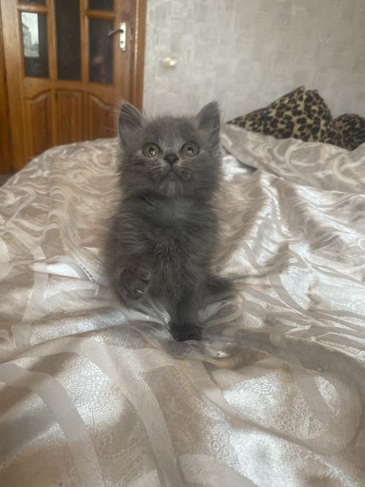 Самая классная малышка мейн - кун