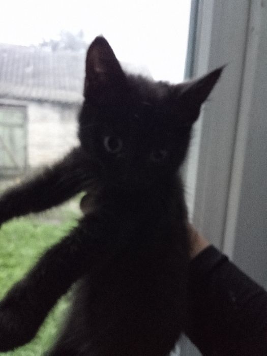 Кошка черная Бесплатно отдам в добрые руки