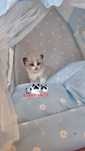Bueno Kochany Ragdoll