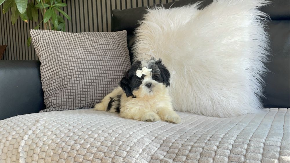 Shihtzu excelente qualidade