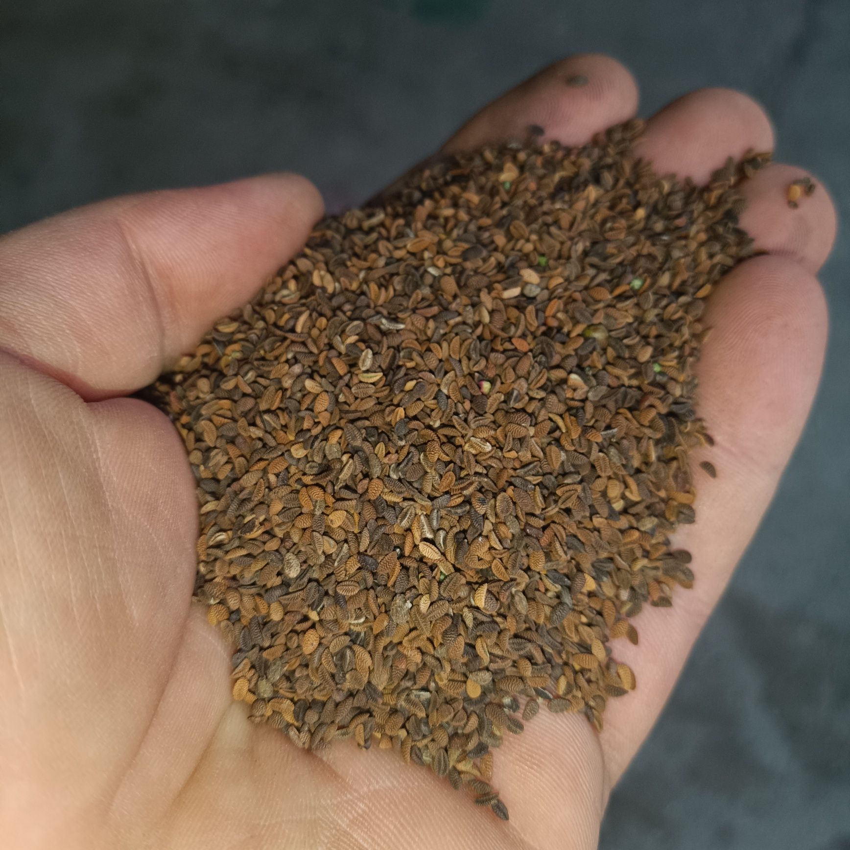 Facelia, poplon, latosia