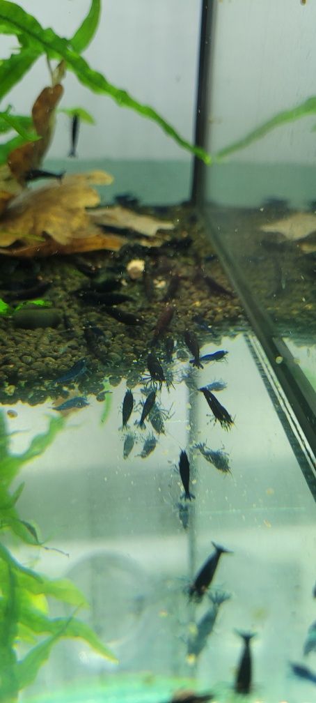 Royal Blue Tiger Krewetki Akwariowe Ozdobne !!MaPa Shrimp!!