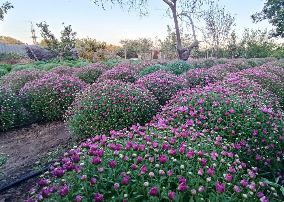 Хризантеми Мультифлора