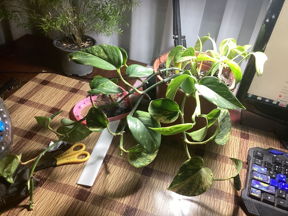 Епіпремнум,3річний