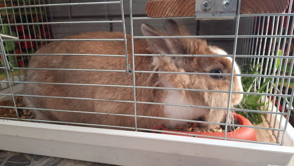 Декоративний кролик в добрі руки