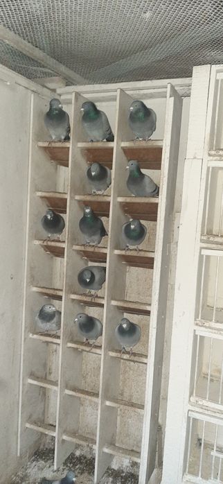 Sprzedam gołębie pocztowe 22 sztuki Lotowane