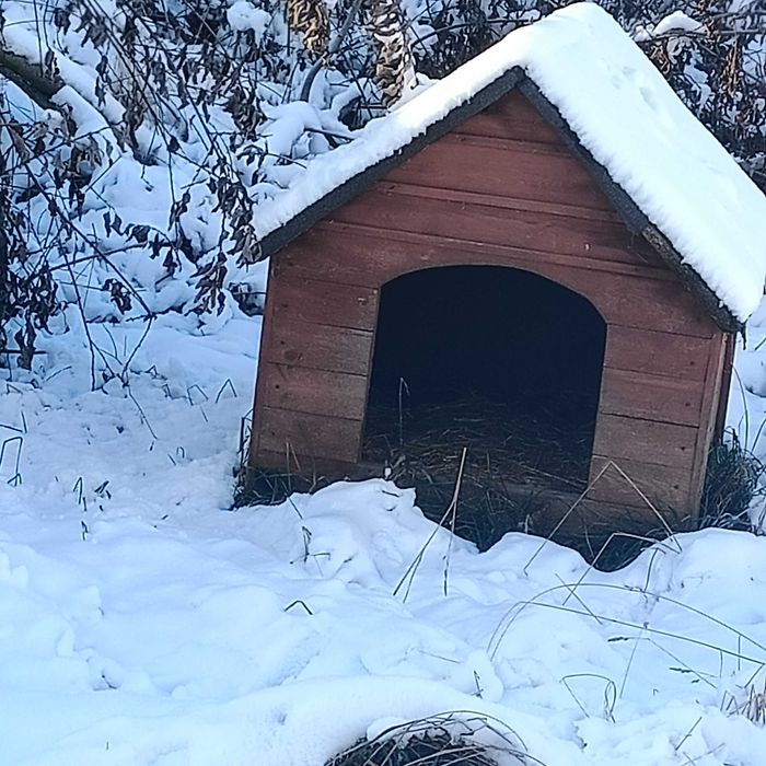 Buda dla psa dużego