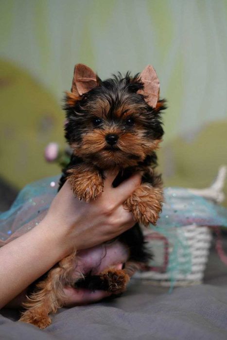 Йорк у серці: знайди свого друга!