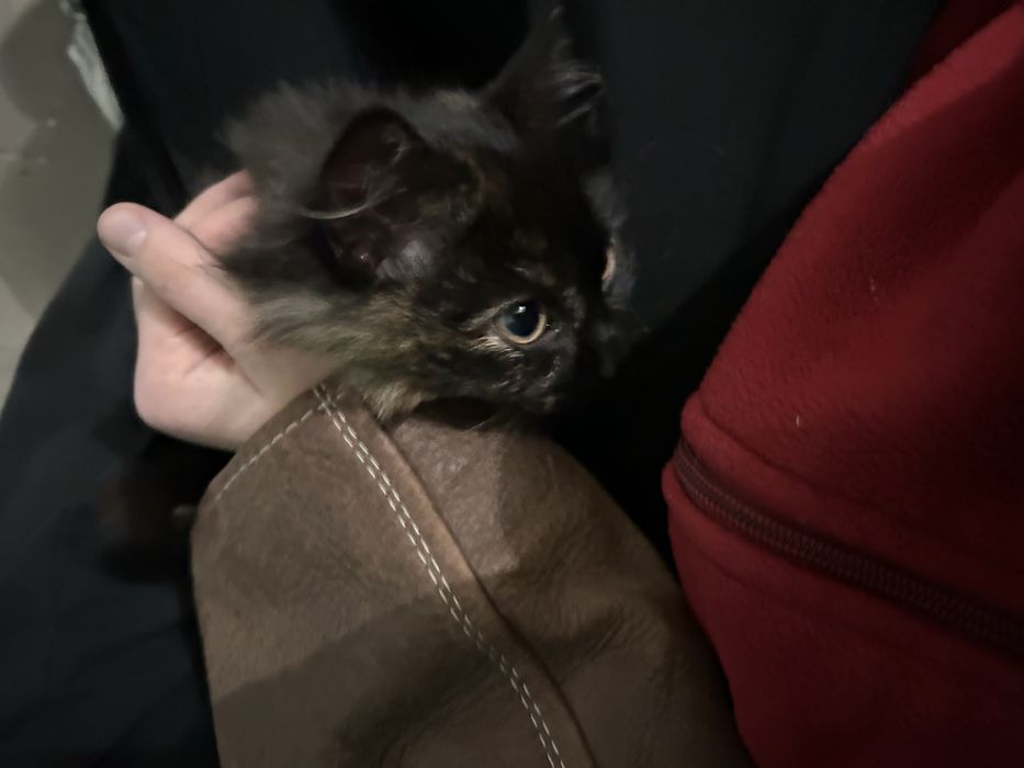 найніжніша киця, кішка