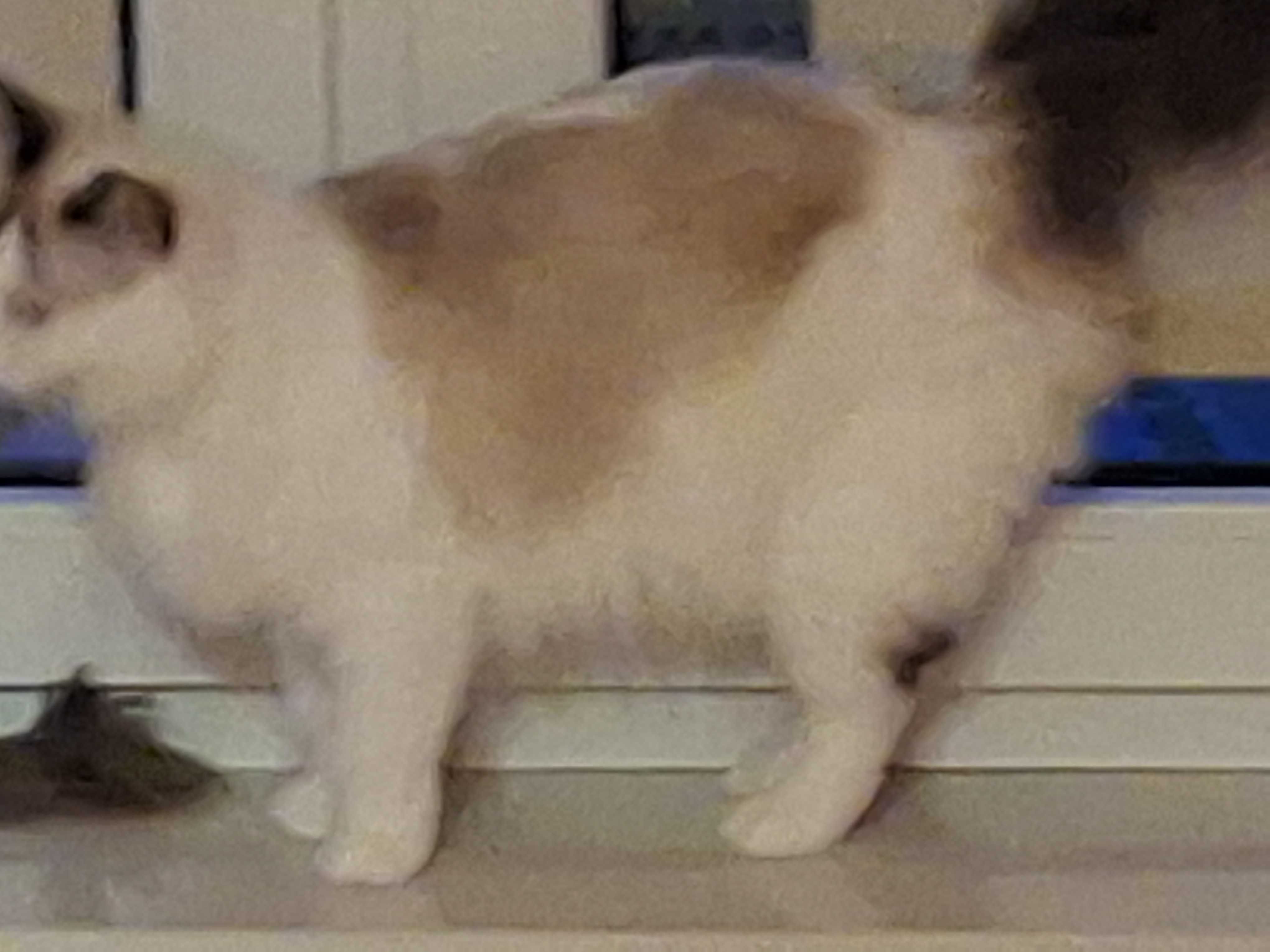 Kotka rasy Ragdoll