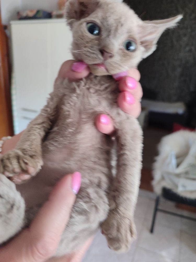 Kocurek Devon rex