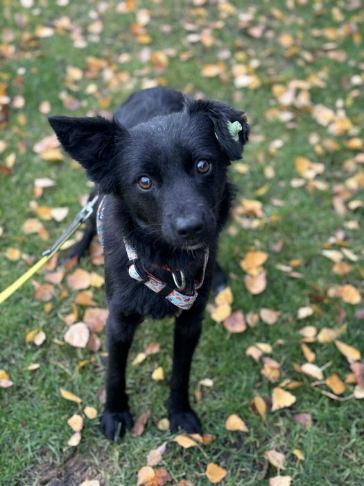 Sunia która tyle przeżyła w swoim życiu pomóż adoptuj