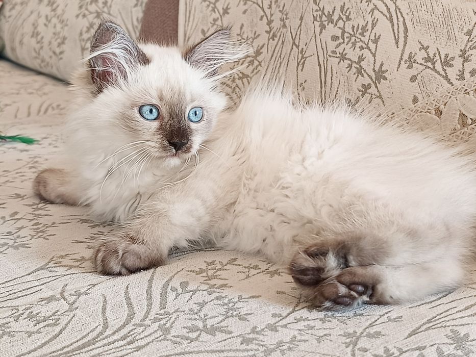 Piękna kotka Neva Masguerade