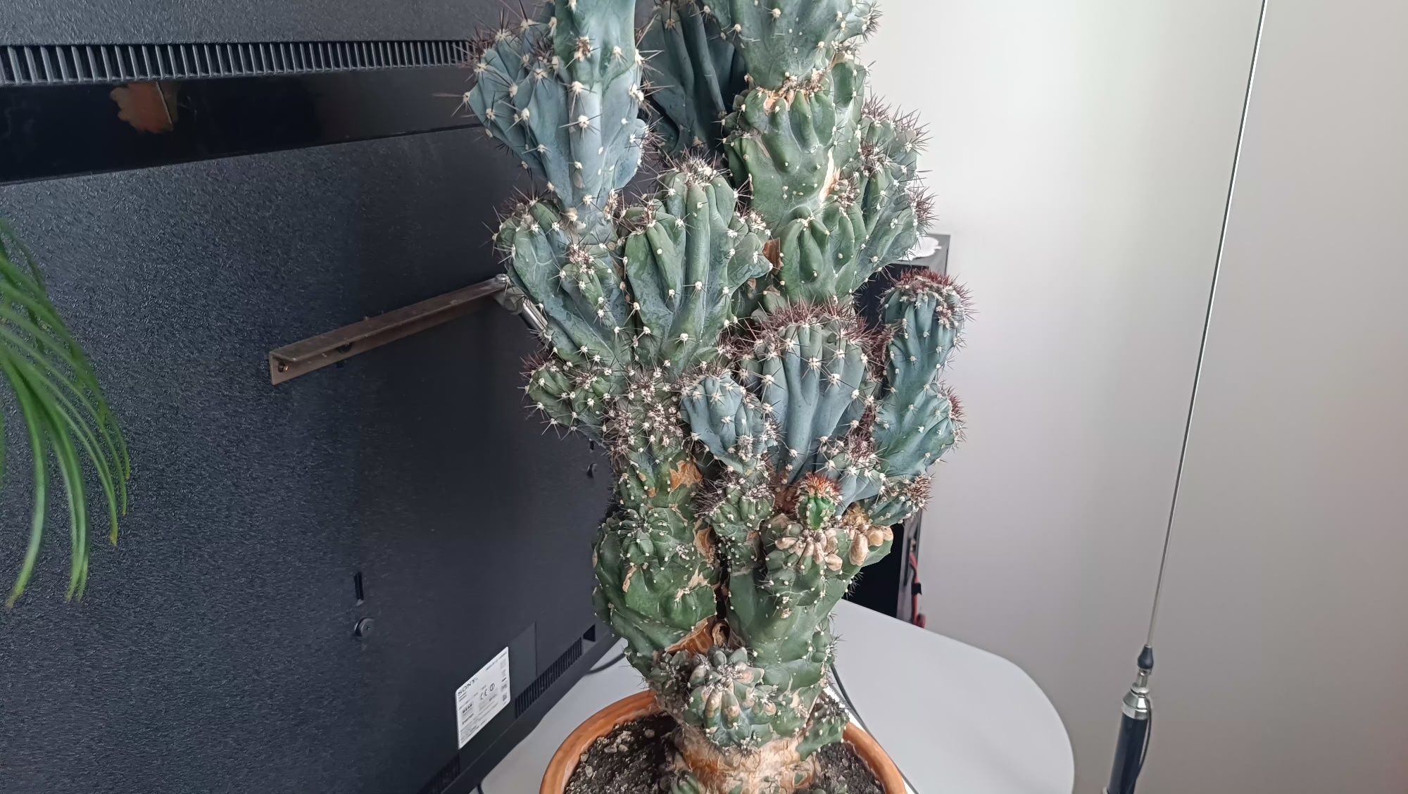 Kaktus 50lat pewne