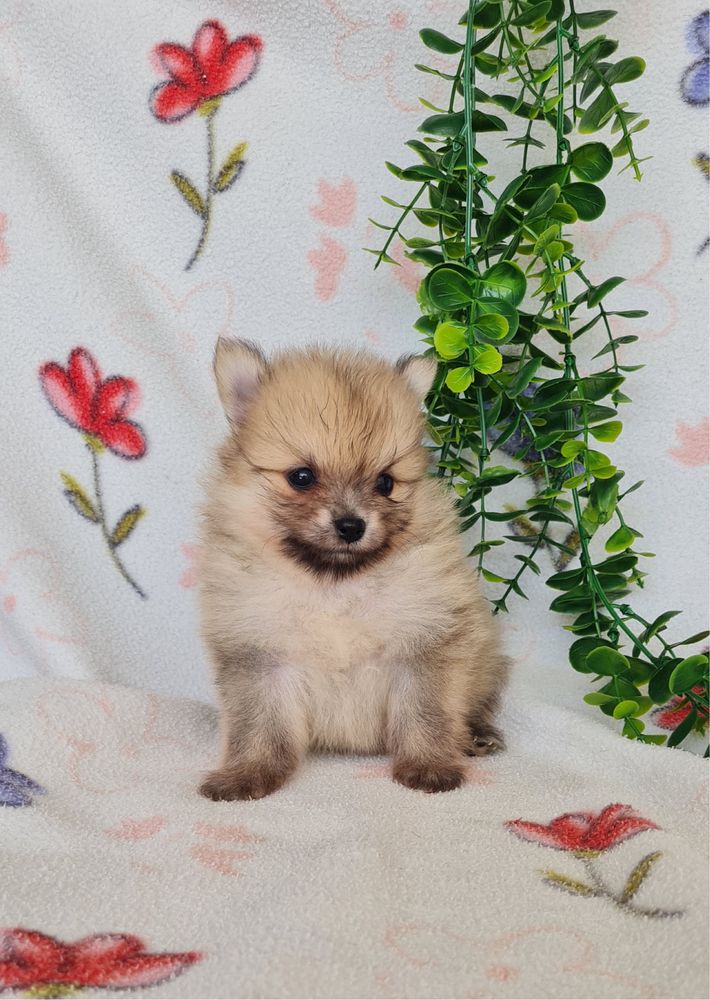 Menino Lulu da Pomerânia mini mini